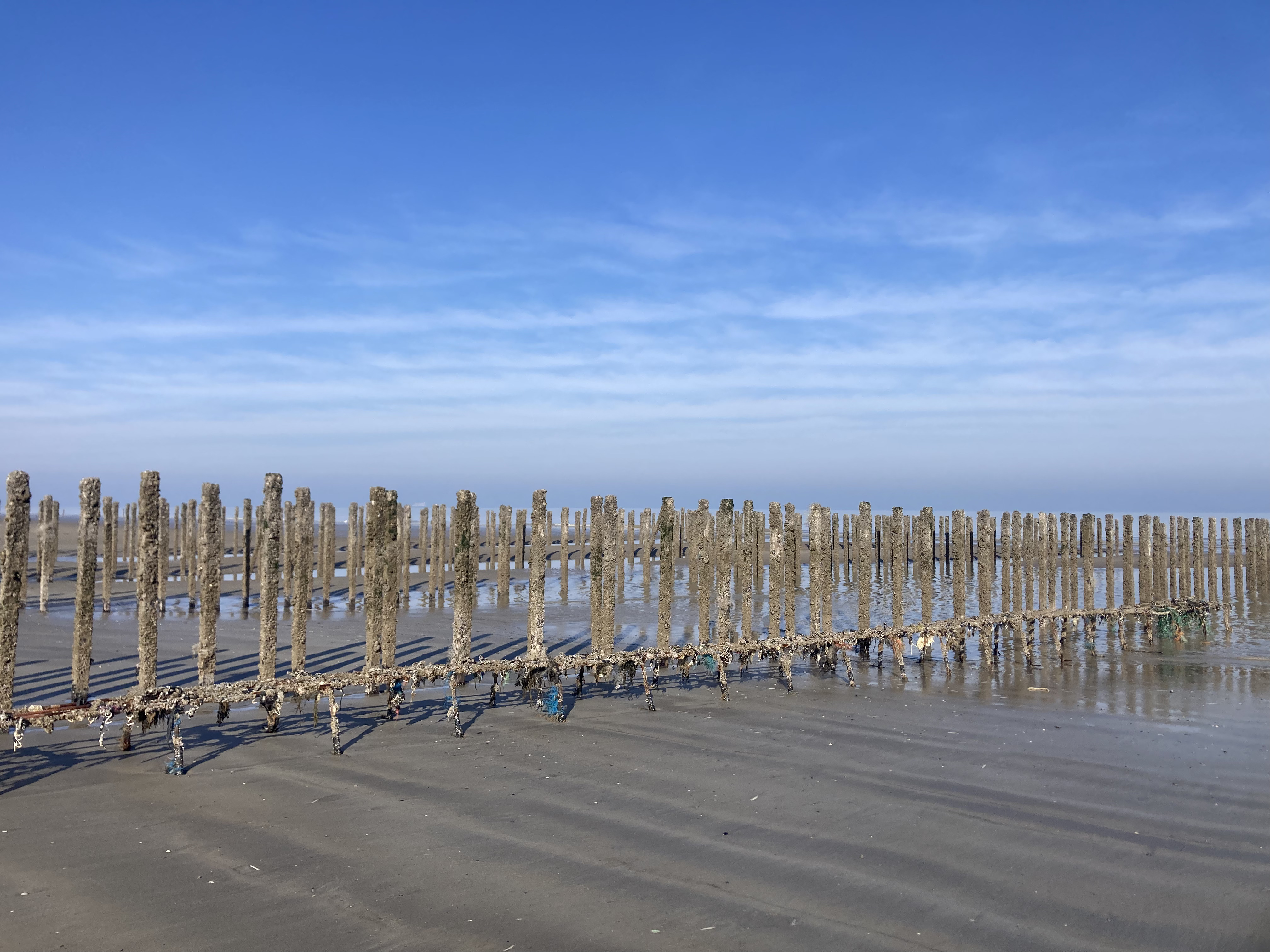 Bouchots et tables ostréicoles vides [Oye Plage]