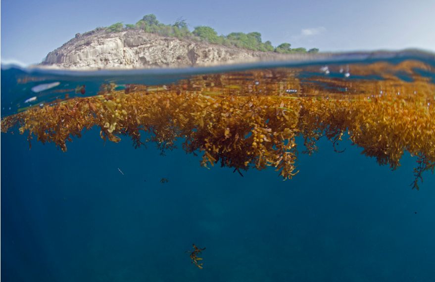 Algues sargasses, Saintes, Pointe Zozio, Guadeloupe